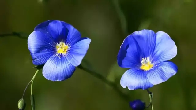 花卉速寫照片資料:花卉速寫的畫法